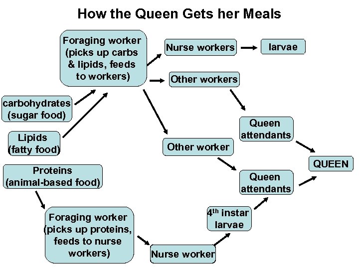 How the Queen Gets her Meals Foraging worker (picks up carbs & lipids, feeds