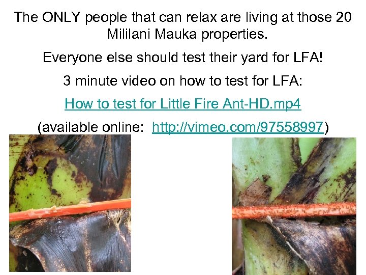 The ONLY people that can relax are living at those 20 Mililani Mauka properties.