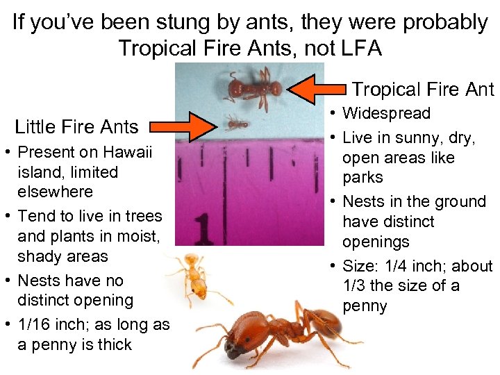 If you’ve been stung by ants, they were probably Tropical Fire Ants, not LFA