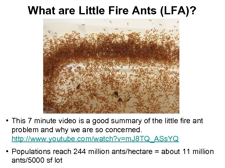 What are Little Fire Ants (LFA)? • This 7 minute video is a good