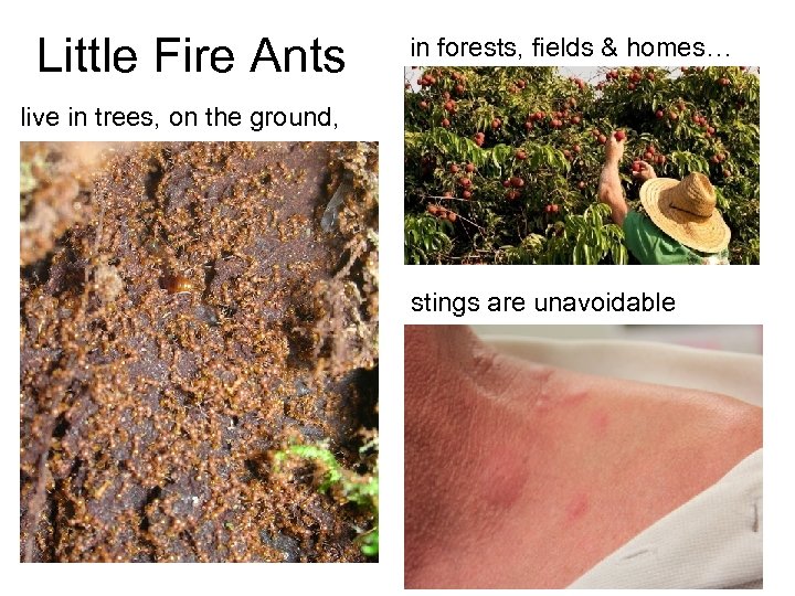 Little Fire Ants in forests, fields & homes… live in trees, on the ground,