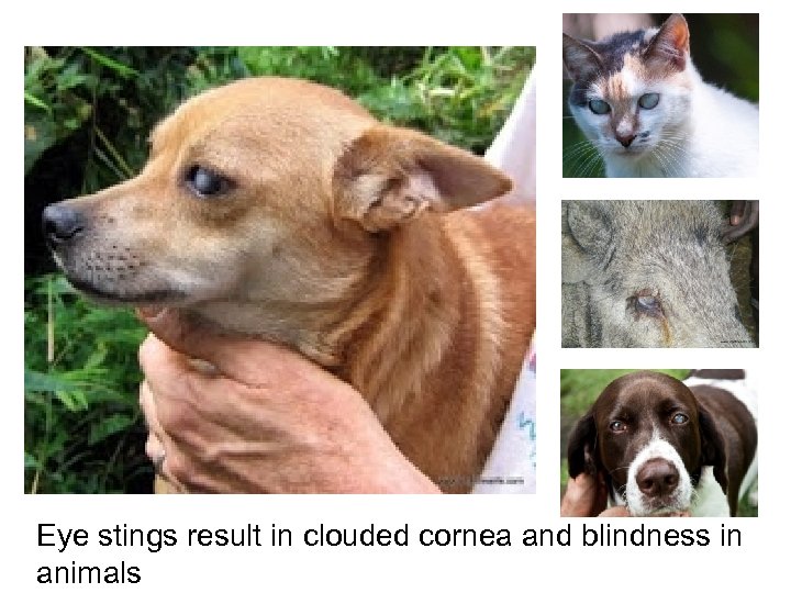Eye stings result in clouded cornea and blindness in animals 