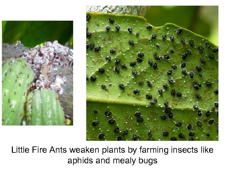 Little Fire Ants weaken plants by farming insects like aphids and mealy bugs 