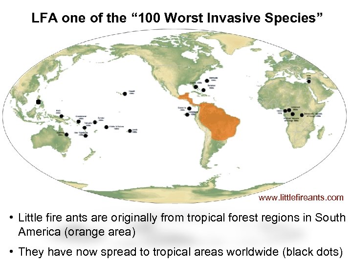 LFA one of the “ 100 Worst Invasive Species” www. littlefireants. com • Little