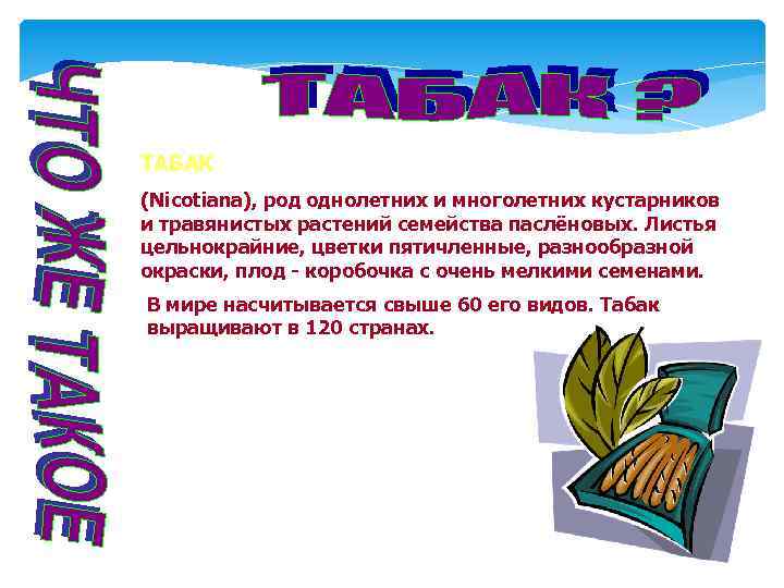 ТАБАК (Nicotiana), род однолетних и многолетних кустарников и травянистых растений семейства паслёновых. Листья цельнокрайние,