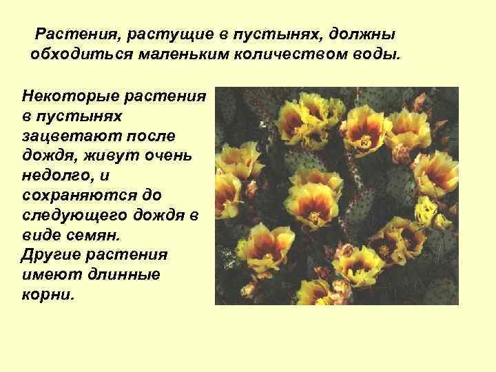 Растения, растущие в пустынях, должны обходиться маленьким количеством воды. Некоторые растения в пустынях зацветают