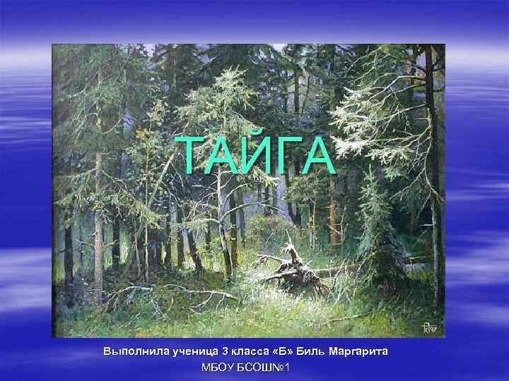 ТАЙГА Выполнила ученица 3 класса «Б» Биль Маргарита МБОУ БСОШ№ 1 