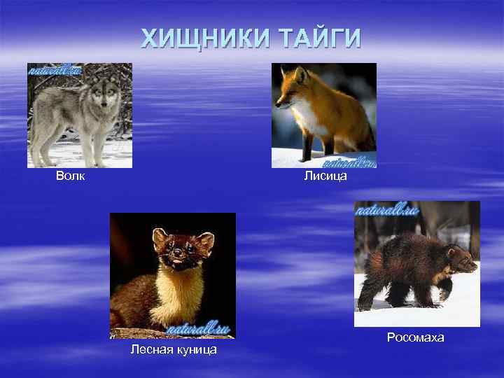 ХИЩНИКИ ТАЙГИ Волк Лисица Лесная куница Росомаха 