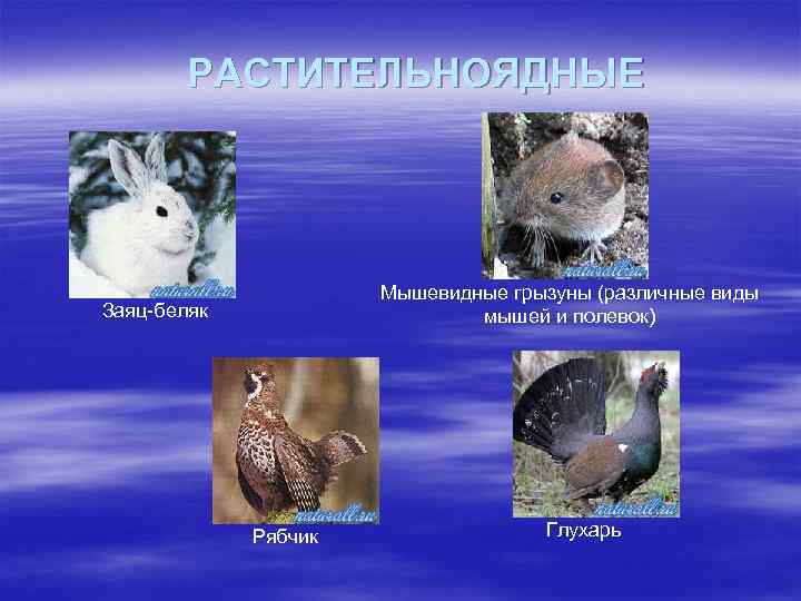 РАСТИТЕЛЬНОЯДНЫЕ Мышевидные грызуны (различные виды мышей и полевок) Заяц-беляк Рябчик Глухарь 