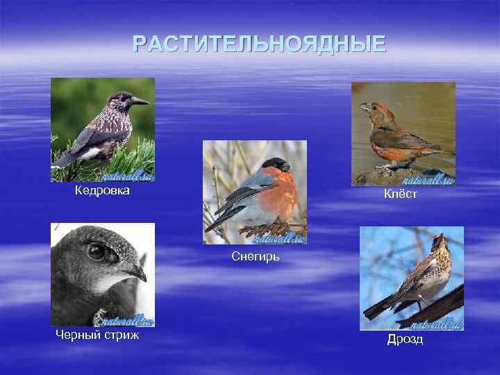 РАСТИТЕЛЬНОЯДНЫЕ Кедровка Клёст Снегирь Черный стриж Дрозд 