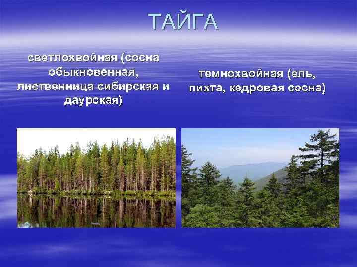 ТАЙГА светлохвойная (сосна обыкновенная, лиственница сибирская и даурская) темнохвойная (ель, пихта, кедровая сосна) 