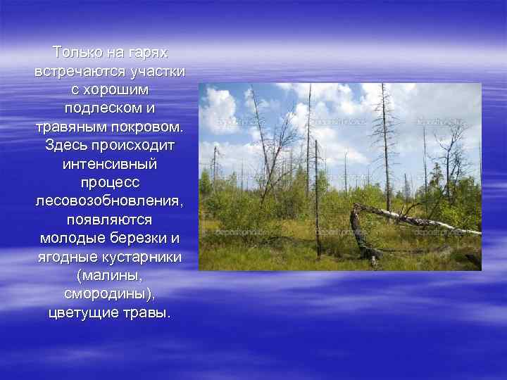 Только на гарях встречаются участки с хорошим подлеском и травяным покровом. Здесь происходит интенсивный