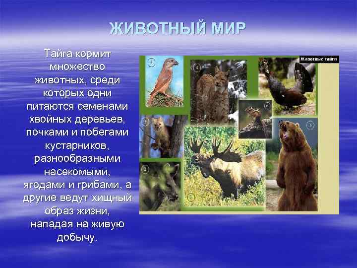ЖИВОТНЫЙ МИР Тайга кормит множество животных, среди которых одни питаются семенами хвойных деревьев, почками