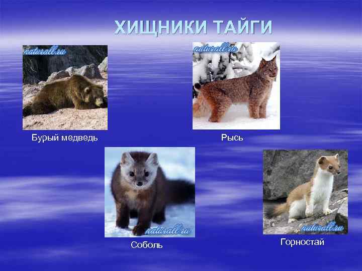 ХИЩНИКИ ТАЙГИ Бурый медведь Рысь Соболь Горностай 