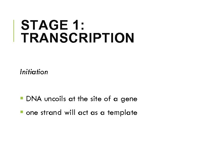 STAGE 1: TRANSCRIPTION Initiation § DNA uncoils at the site of a gene §