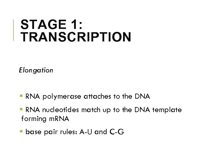 STAGE 1: TRANSCRIPTION Elongation § RNA polymerase attaches to the DNA § RNA nucleotides