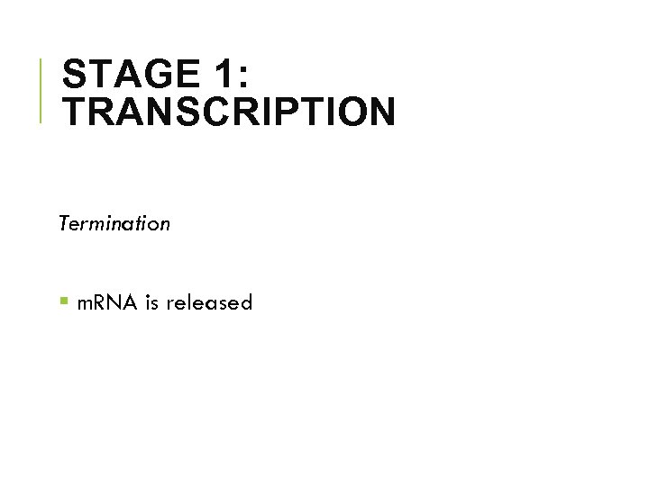 STAGE 1: TRANSCRIPTION Termination § m. RNA is released 