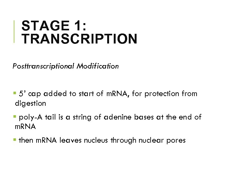 STAGE 1: TRANSCRIPTION Posttranscriptional Modification § 5’ cap added to start of m. RNA,