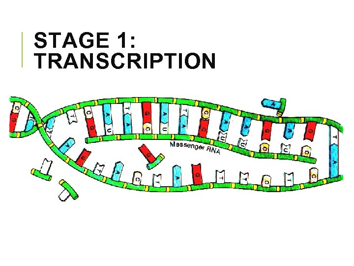 STAGE 1: TRANSCRIPTION 