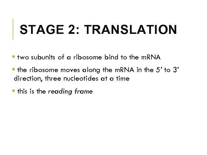 STAGE 2: TRANSLATION § two subunits of a ribosome bind to the m. RNA