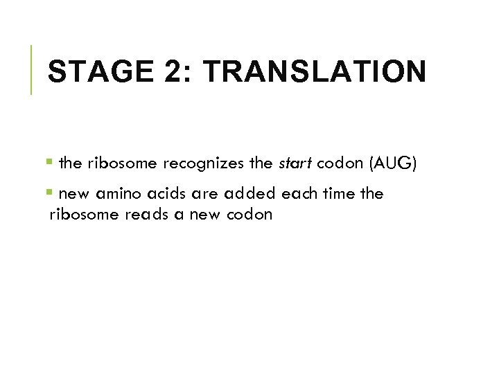 STAGE 2: TRANSLATION § the ribosome recognizes the start codon (AUG) § new amino