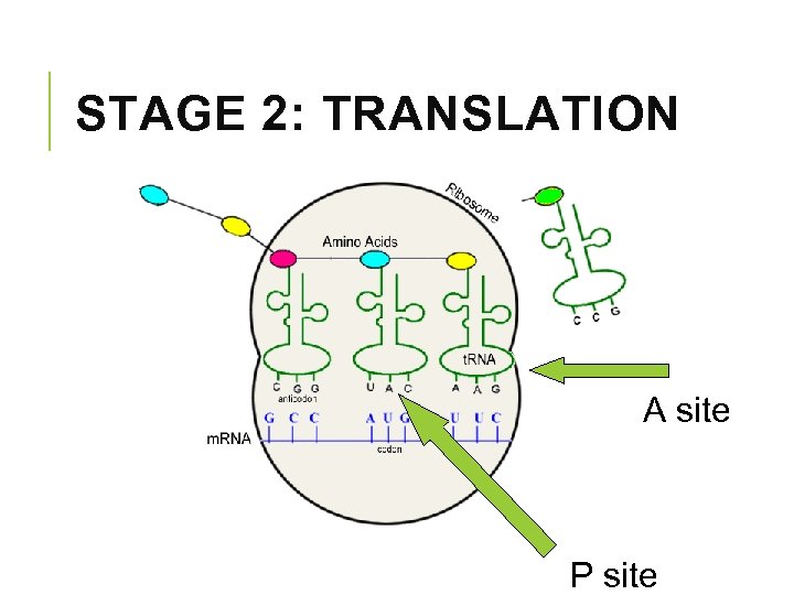 STAGE 2: TRANSLATION A site P site 