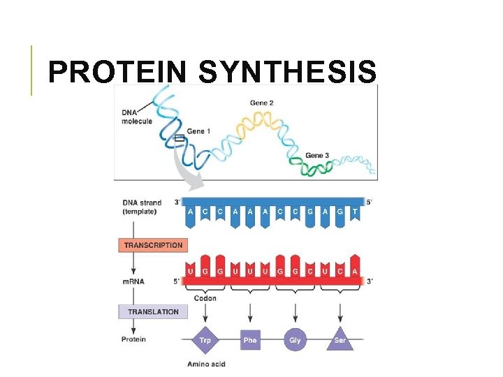 PROTEIN SYNTHESIS 