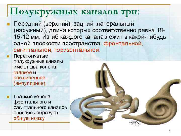 Полукружных каналов три: n Передний (верхний), задний, латеральный (наружный), длина которых соответственно равна 1815