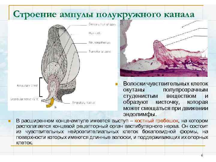 Строение ампулы полукружного канала n n Волоски чувствительных клеток окутаны полупрозрачным студенистым веществом и
