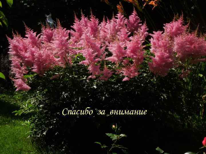 Спасибо за внимание 