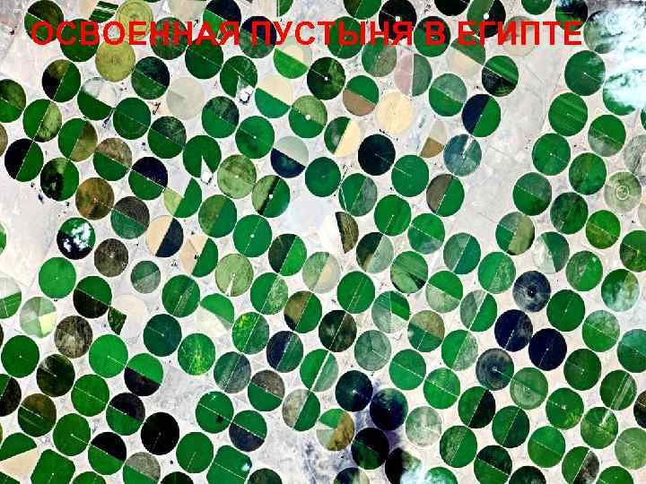 ОСВОЕННАЯ ПУСТЫНЯ В ЕГИПТЕ 