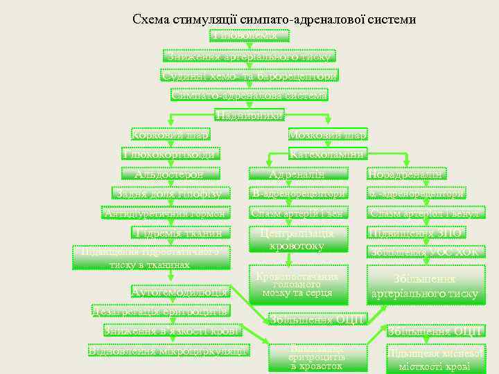 Схема стимуляції симпато-адреналової системи Гіповолемія Зниження артеріального тиску Судинні хемо- та барорецептори Симпато-адреналова система