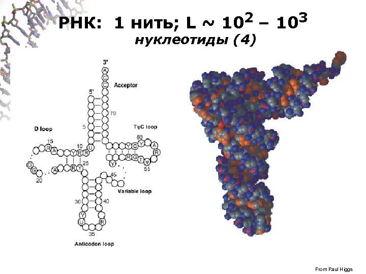 РНК: 1 нить; L ~ 102 – 103 нуклеотиды (4) An Example: t. RNA