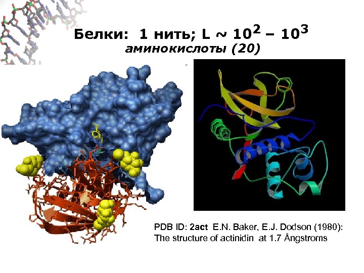 Белки: 1 нить; L ~ 102 – 103 аминокислоты (20) PDB ID: 2 act
