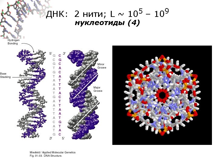 ДНК: 2 нити; L ~ 105 – 109 нуклеотиды (4) 