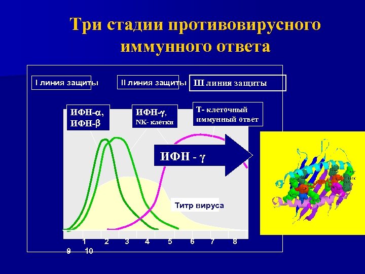 Три стадии противовирусного иммунного ответа II линия защиты ИФН-a, ИФН-b Т- клеточный иммунный ответ
