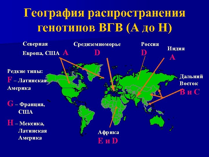 География распространения генотипов ВГВ (A до H) Северная Европа, США Средиземноморье A D Редкие