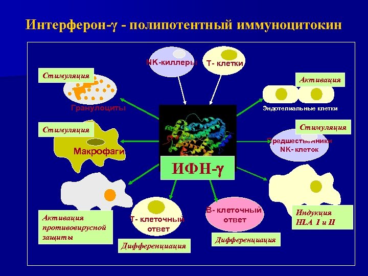 Интерферон-γ - полипотентный иммуноцитокин NK-киллеры Т- клетки Стимуляция Активация Гранулоциты Эндотелиальные клетки Стимуляция Предшественники