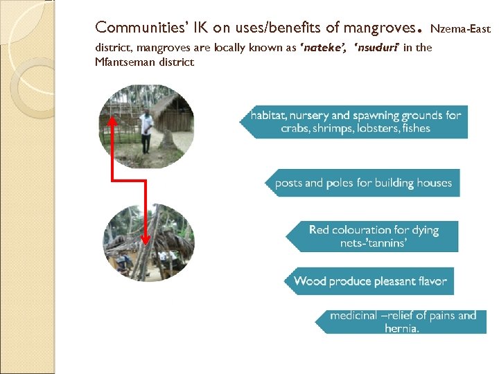 . Nzema-East Communities’ IK on uses/benefits of mangroves district, mangroves are locally known as