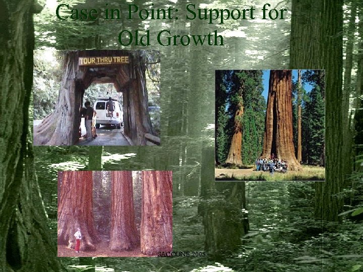 Case in Point: Support for Old Growth SACCONE 2003 
