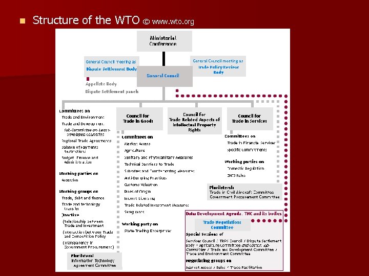 n Structure of the WTO © www. wto. org 