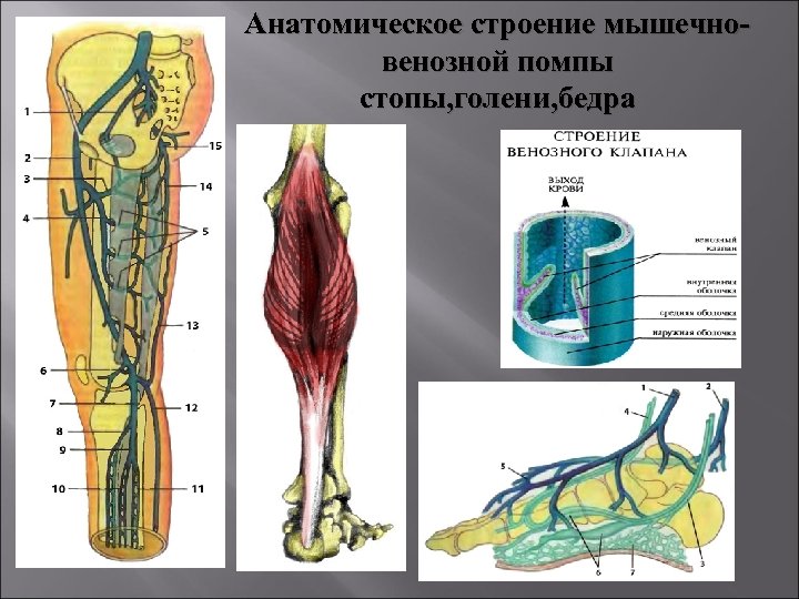 Мышцы вены. Мышечно венозная помпа голени. Мышечно-венозная помпа нижней конечности. Эффект мышечно-венозной помпы нижней конечности.