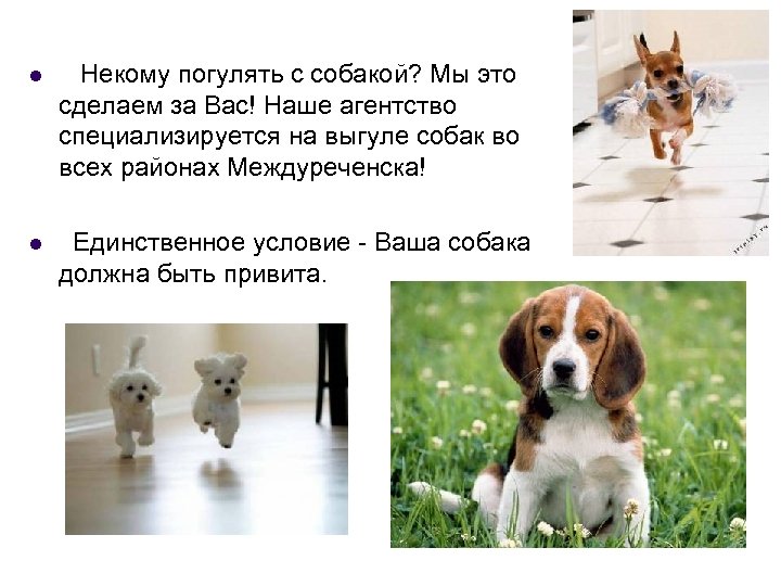l Некому погулять с собакой? Мы это сделаем за Вас! Наше агентство специализируется на