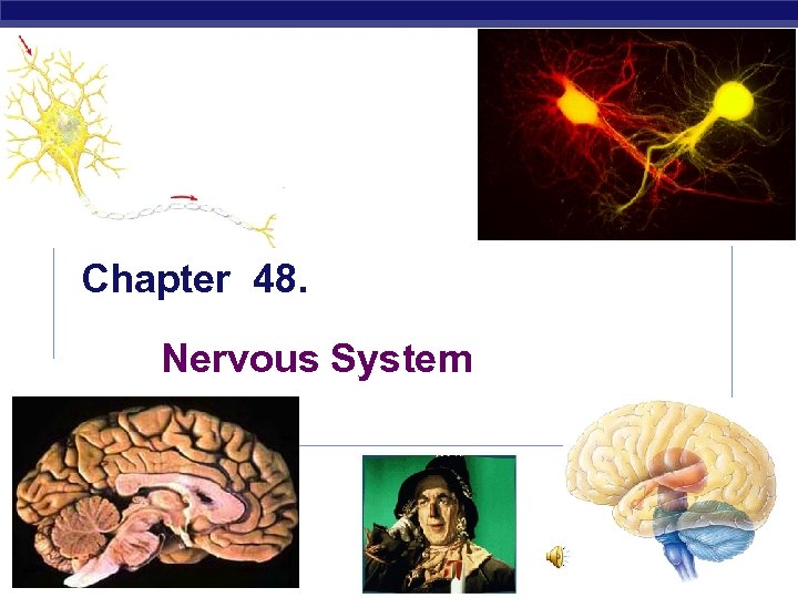 Chapter 48. Nervous System AP Biology 3/16/2018 