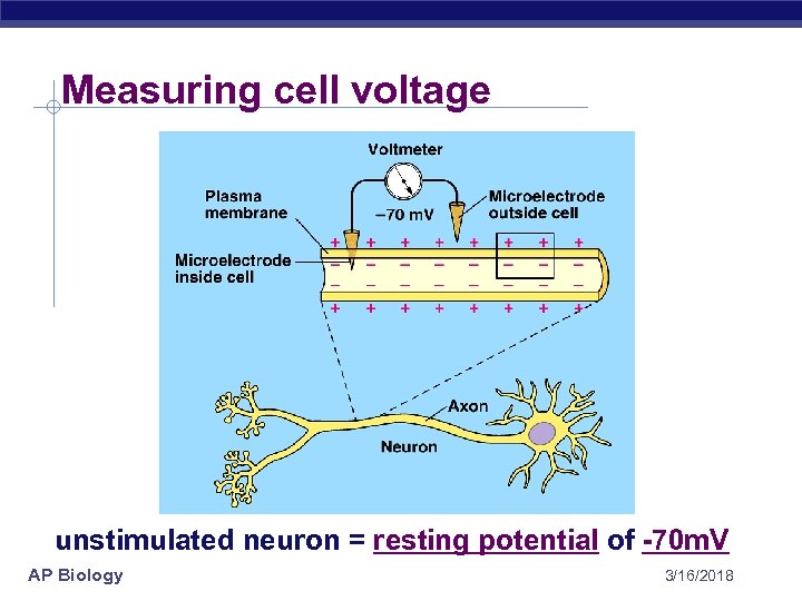 Measuring cell voltage unstimulated neuron = resting potential of -70 m. V AP Biology
