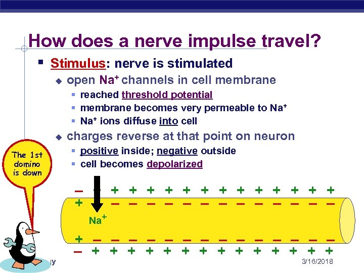 How does a nerve impulse travel? § Stimulus: nerve is stimulated u open Na+