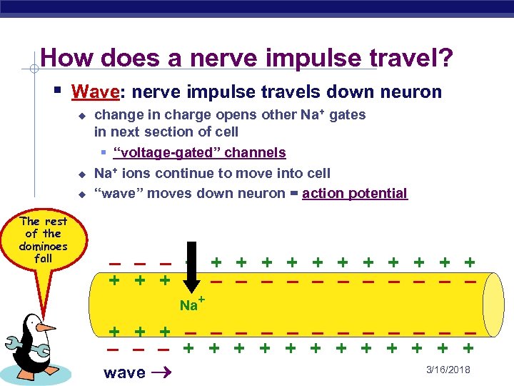 How does a nerve impulse travel? § Wave: nerve impulse travels down neuron u