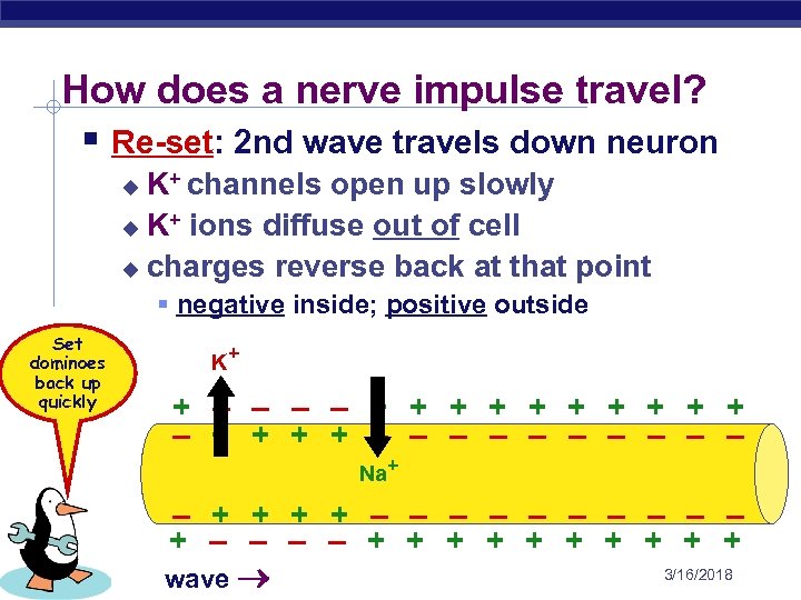 How does a nerve impulse travel? § Re-set: 2 nd wave travels down neuron