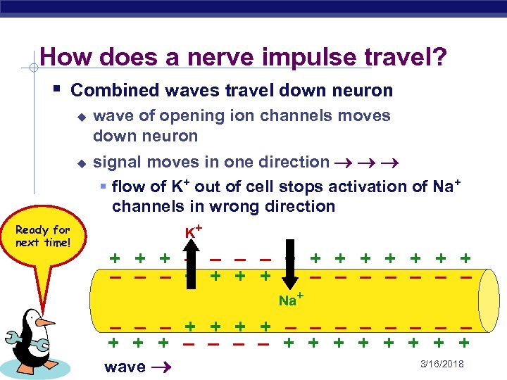 How does a nerve impulse travel? § Combined waves travel down neuron u u