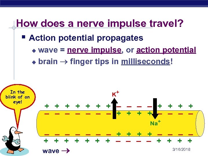 How does a nerve impulse travel? § Action potential propagates wave = nerve impulse,